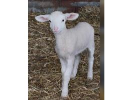 Eladó hasas birkák és bárányok