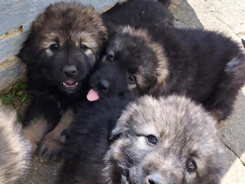 Kaukázusi juhász jellegű kiskutyák Kaukázusi juhász jellegű kiskutyák