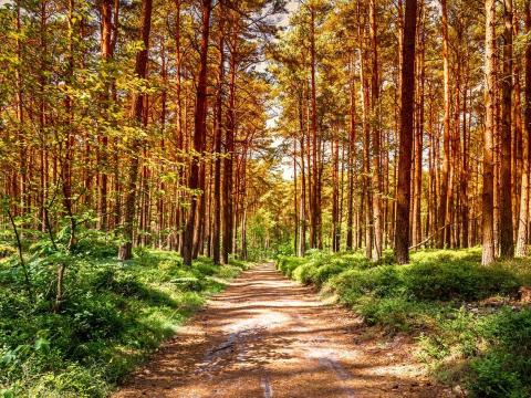 Himodon 1 hektáros erdei víkendtelkek eladók Himodon 1 hektáros erdei víkendtelkek eladók