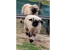 Eladó egy wallisi jerke és kos párban