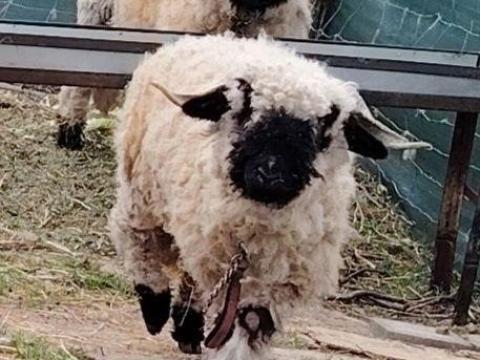 Eladó wallisi jerke és kos pár Polgárdiban