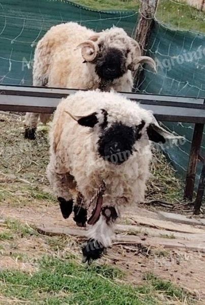 Eladó wallisi jerke és kos pár Polgárdiban