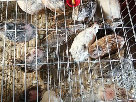 Fürj kakasok 30 db, egyben vagy darabonkét, vágásra, április végén 6 hónaposak Fürj kakasok 30 db, egyben vagy darabonkét, vágásra, április végén 6 hónaposak