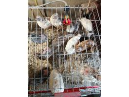 Fürj kakasok 30 db,  egyben vagy darabonkét,  vágásra,  április végén 6 hónaposak