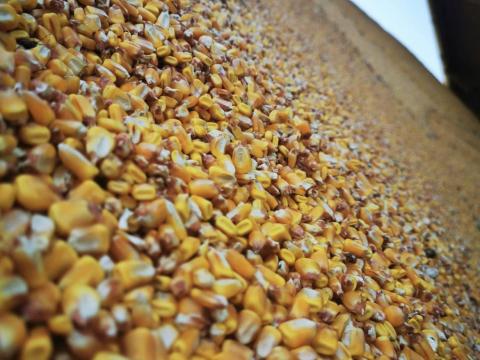 Takarmány kukorica eladó‼️ Takarmány kukorica eladó‼️