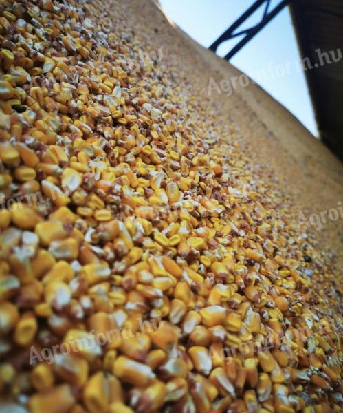 Takarmány kukorica eladó‼️