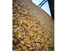 Takarmány kukorica eladó‼️