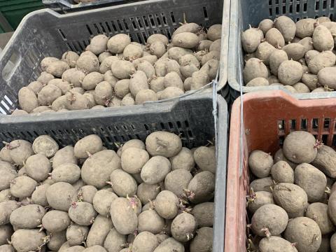 Red Fantasy vetőburgonya eladó