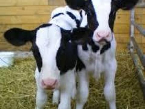 Műszakvezető Szarvasmarha telepen Műszakvezető Szarvasmarha telepen