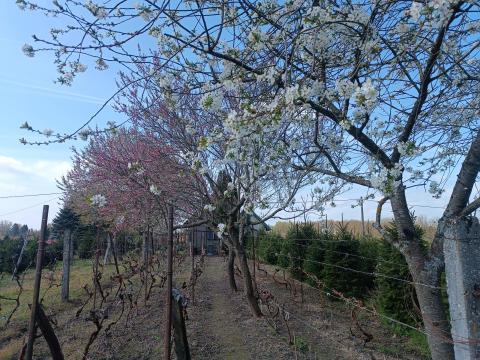 Mezőgazdasági ingatlan pince Mezőgazdasági ingatlan pince