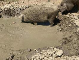 Szabadtartású mangalica hízók eladók
