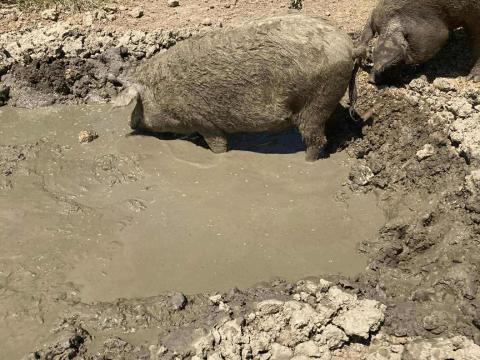 Szabadtartású mangalica hízók eladók