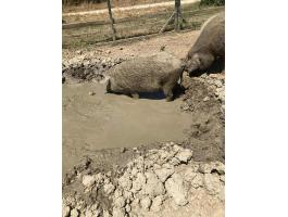 Szabadtartású mangalica hízók eladók