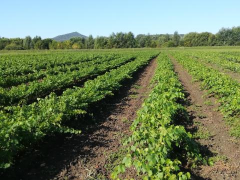 Szőlőoltvány eladó