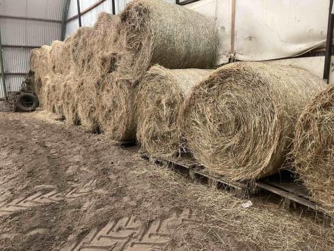 Dunántúli fűszéna