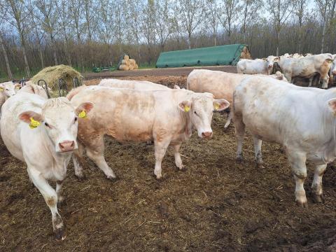 Charolais tenyészüsző eladó Charolais tenyészüsző eladó