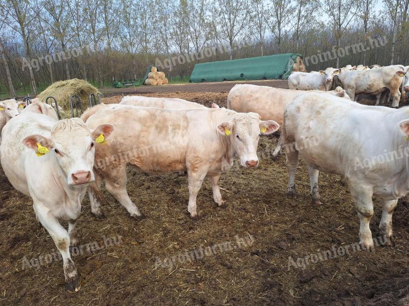 Charolais tenyészüsző eladó