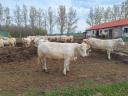 Charolais tenyészüsző eladó