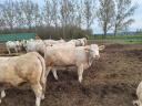 Charolais tenyészüsző eladó