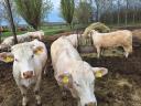 Charolais tenyészüsző eladó