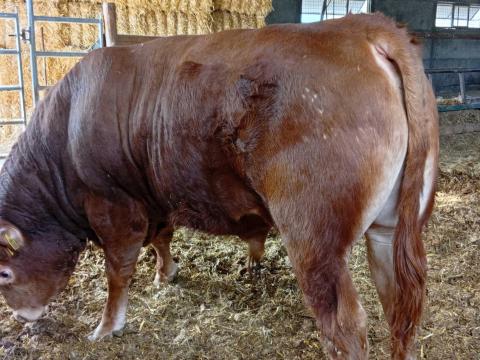 Limousin tényészbika eladó. Limousin tényészbika eladó.
