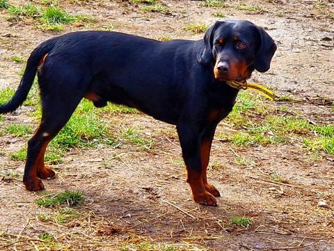 Szlovák kopó Szlovák kopó