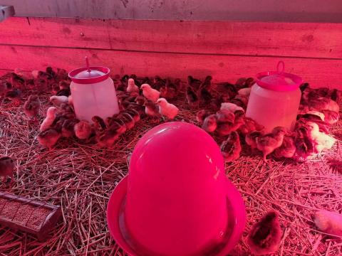 Naposcsibék eladóak Naposcsibék eladóak