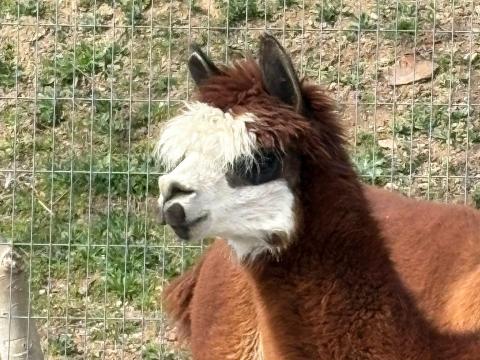 Extra cuki alpaka keresi gazdáját Extra cuki alpaka keresi gazdáját