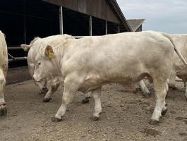 Charolais minősített tenyészbikák eladók