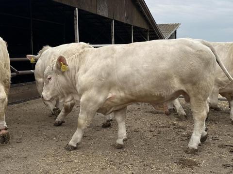 Charolais minősített tenyészbikák eladók Charolais minősített tenyészbikák eladók