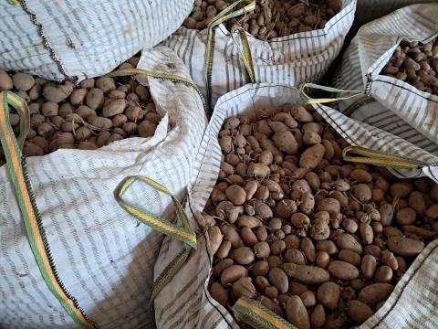 Dessire burgonya eladó válogatatlanul, 1000 kg-os Big Bag zsákokban