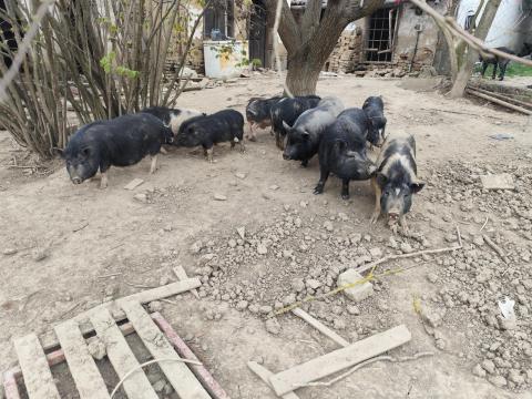 Vietnámi csüngőhasú sertések eladók