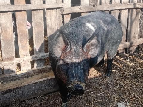 Hasas Duroc koca eladó