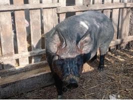 Hasas Duroc koca eladó