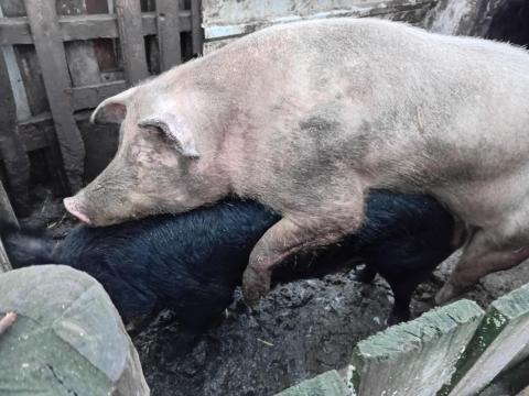 Magyar nagyfehér kan eladó