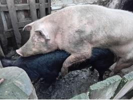 Magyar nagyfehér kan eladó