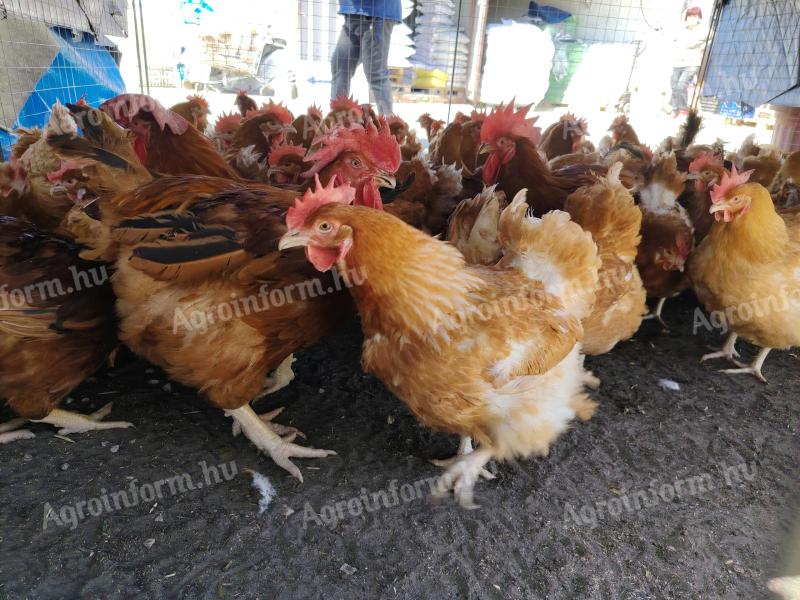 PIROS TYÚK 2.5 kg-os Red Master Fajta Eladó Debrecenben