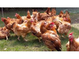 PIROS TYÚK 2.5 kg-os Red Master Fajta Eladó Debrecenben