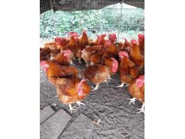 PIROS KAKAS 4-5 kg-os súlyban Eladó Debrecenben