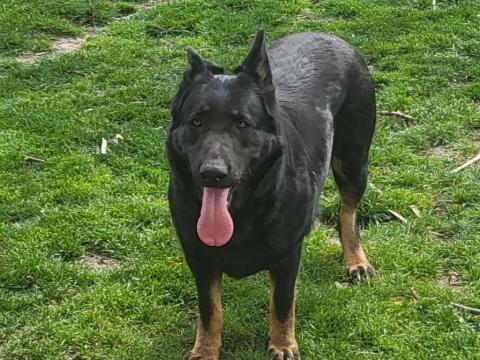 Német juhász fajtajellegű, munkavonalú szuka Német juhász fajtajellegű, munkavonalú szuka