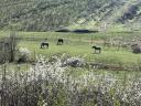 Nógrád megyében, Budapesttől 50 km-re, 40 ha legelő/rét bérbeadó