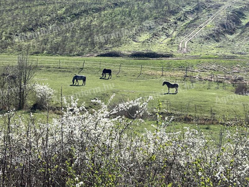Nógrád megyében, Budapesttől 50 km-re, 40 ha legelő/rét bérbeadó