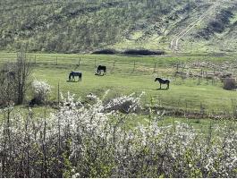 Nógrád megyében, Budapesttől 50 km-re, 40 ha legelő/rét bérbeadó