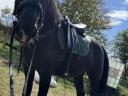 Eladó 7 éves Nóniusz herélt ló