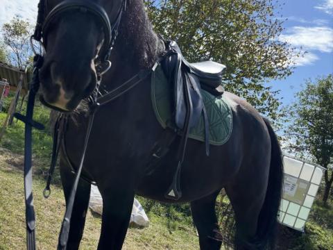 Eladó 7 éves Nóniusz herélt ló