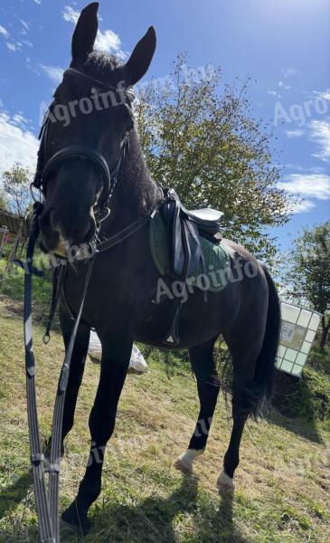 Eladó 7 éves Nóniusz herélt ló