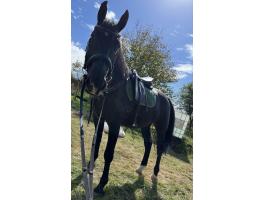 Eladó 7 éves Nóniusz herélt ló