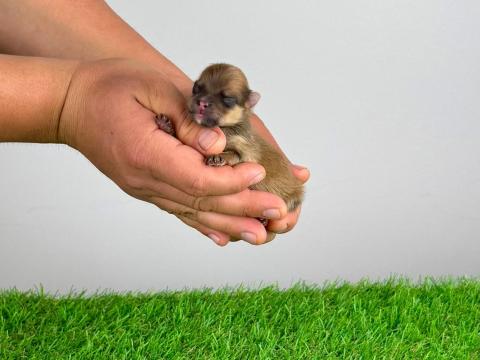 Törzskönyves Pomerániai törpespitz Pomi kiskutya Törzskönyves Pomerániai törpespitz Pomi kiskutya