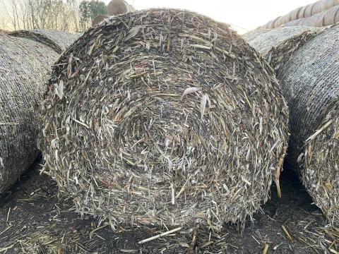 Csemege kukoricaszár Csemege kukoricaszár