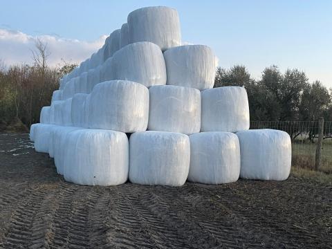 Csomagolt csemege kukoricaszár Csomagolt csemege kukoricaszár